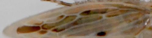 Mocydiopsis sp.